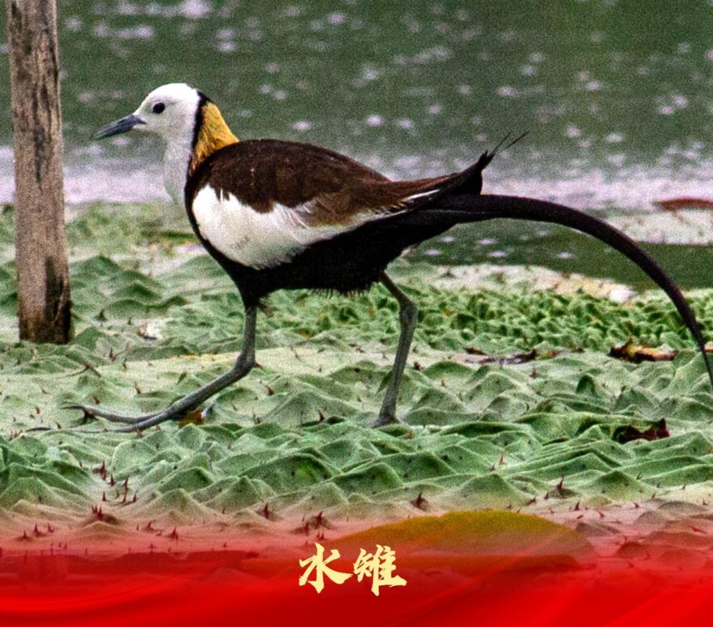 白洋淀：走進“鳥類天堂”