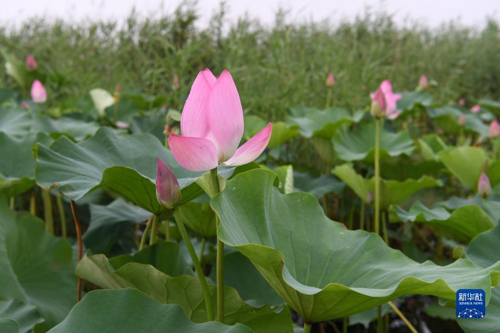 雄安新區：白洋淀水生態環境持續改善