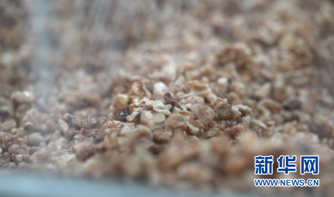 保定阜平：小核桃做成了大産業_fororder_12