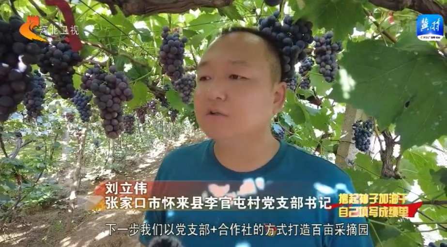 燕趙大地碩果纍纍 特色農業助農增收
