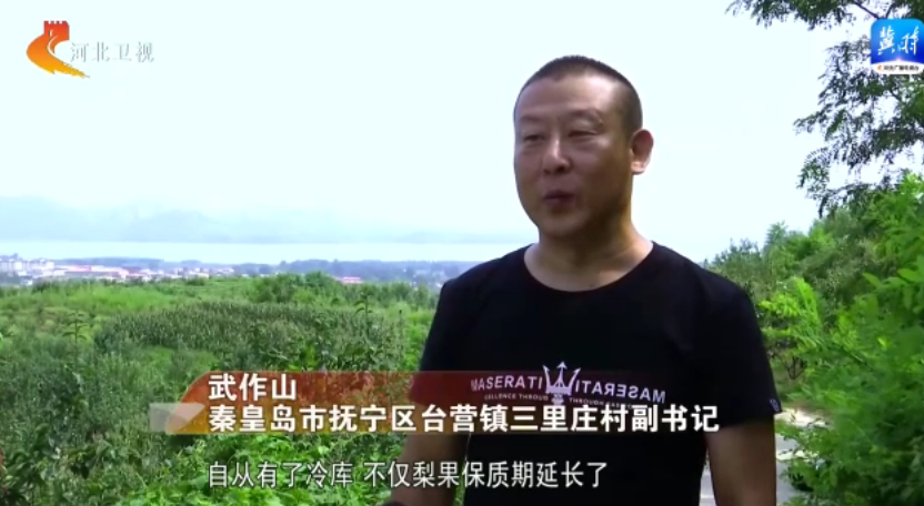 金色收穫 美麗河北 | 碩果挂枝頭 收穫好“豐”景
