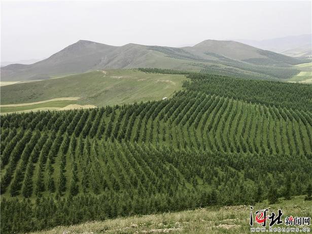 【大河之北·森林草原篇】山野新綠