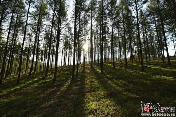 【大河之北·森林草原篇】山野新綠