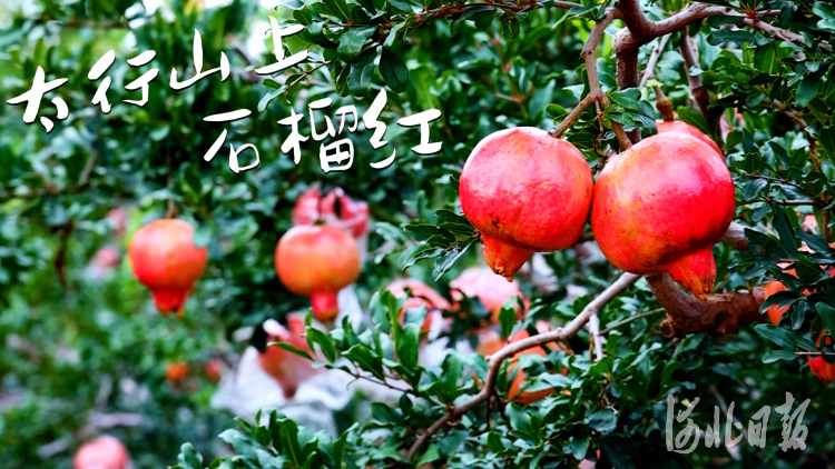 石家莊元氏：太行山上石榴紅