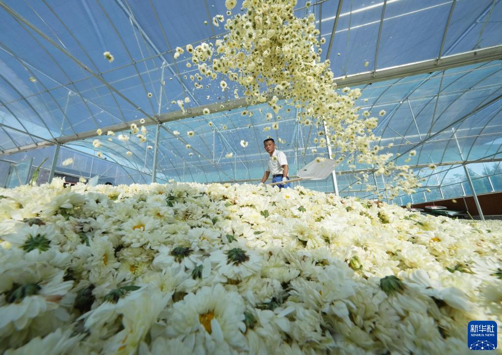 石家莊井陘礦區：太行白菊香飄鄉村振興路