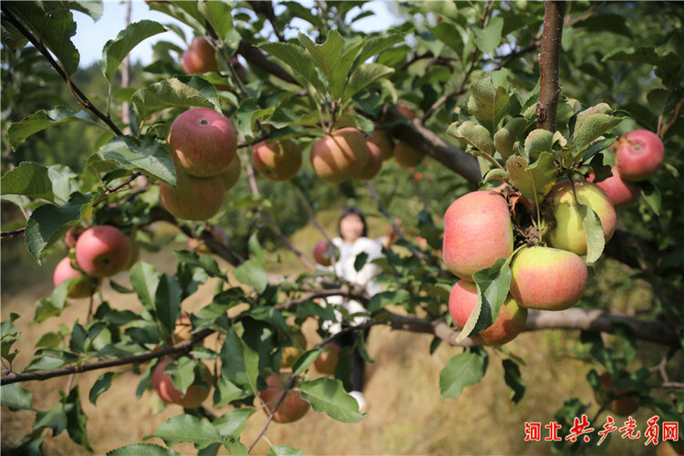河北遷安：蘋果飄香挂滿枝 映紅百姓增收路