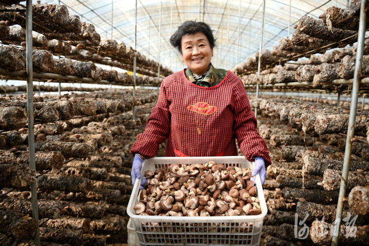 河北邯鄲：金秋十月豐收忙