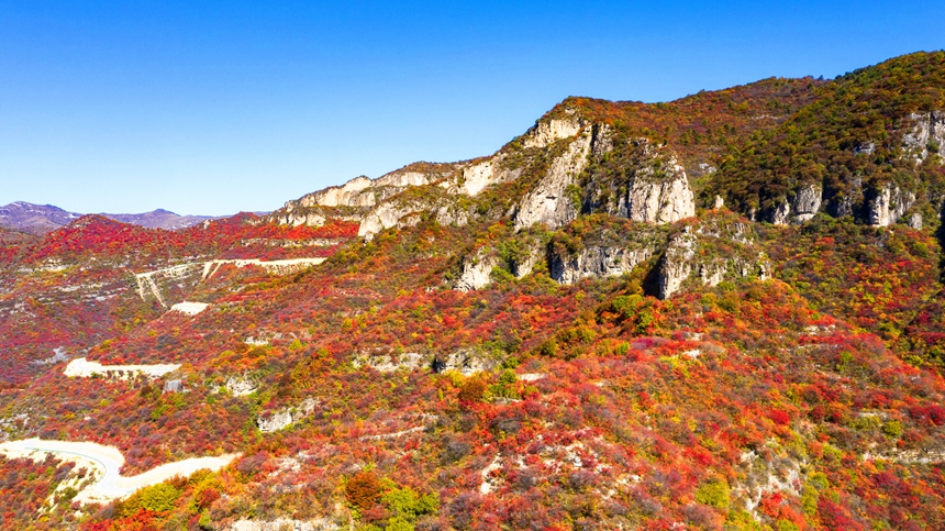 【中首圖】邯鄲涉縣：層林盡染秋韻濃 太行紅葉遍山崗