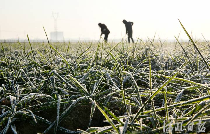 （中首）河北：大雪至 農事忙