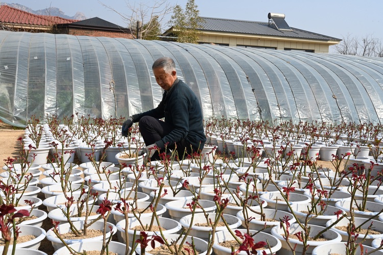 圖片默認標題_fororder_圖為種植戶正在為月季花換土.JPG