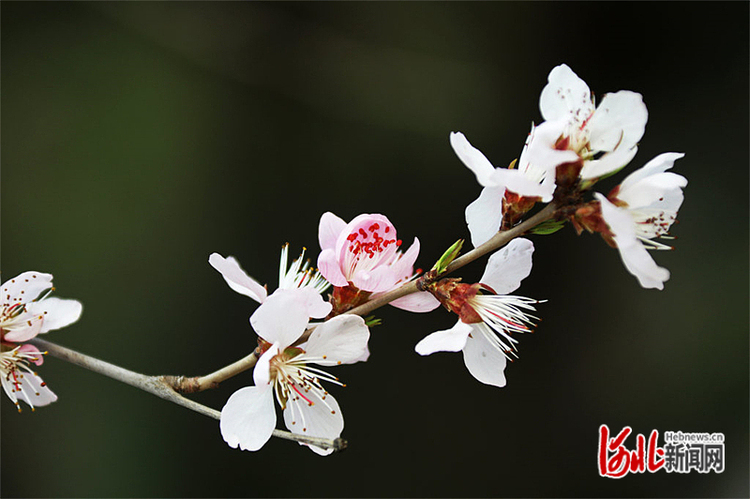 圖片默認標題_fororder_hebnewsimg (3)