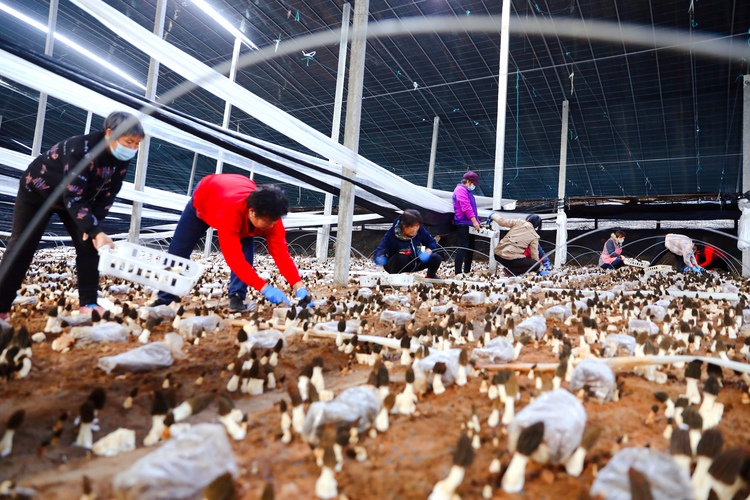 圖片默認標題_fororder_河北省寧晉縣紀昌莊鎮講理人家農業發展有限公司的羊肚菌開始收穫，村民們忙著採摘、稱重、裝筐……臉上洋溢著豐收的喜悅。（胡盼玲 攝）