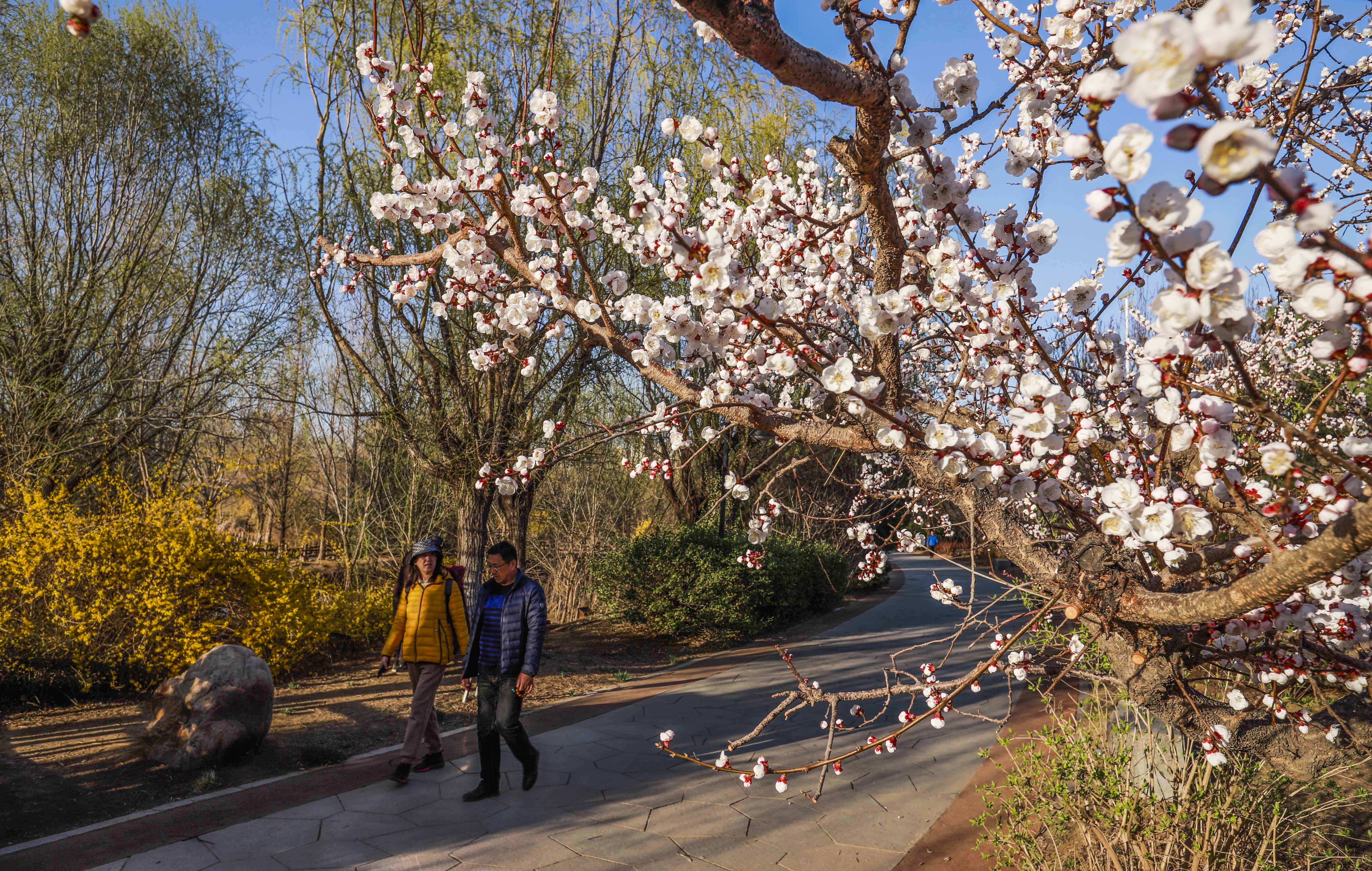 （原創）唐山市路北區：公園春景美如畫_fororder_微信圖片_20230329101632