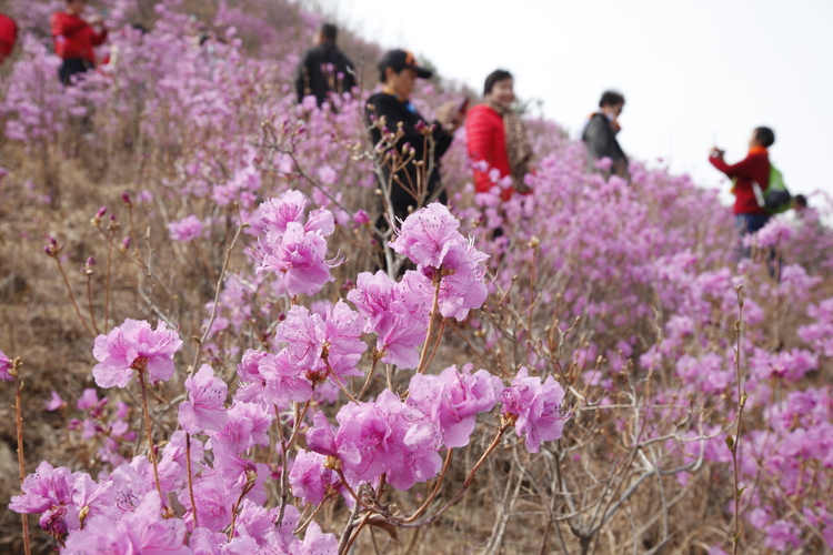 映山紅主題山花節活動在河北豐寧舉行_fororder_圖1 在豐寧映山紅景區遊客在細細觀賞 張志強攝.JPG