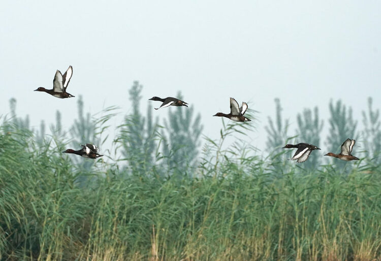 【中首圖】白洋淀：華北明珠 鳥類天堂