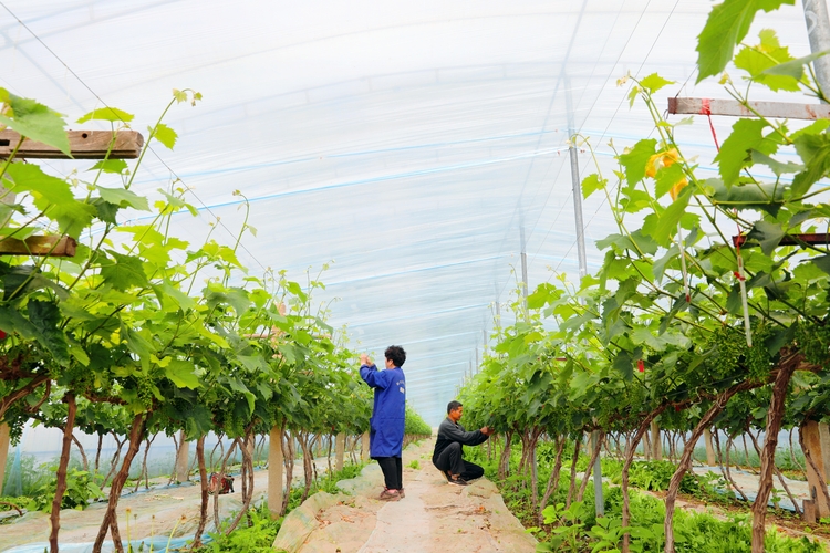 圖片默認標題_fororder_河北省寧晉縣四芝蘭鎮顏香家庭農場的葡萄園裏，果農正對葡萄進行打杈、綁枝、疏果等管護，確保葡萄順利生長，為增産增收打好基礎。（胡盼玲 攝）