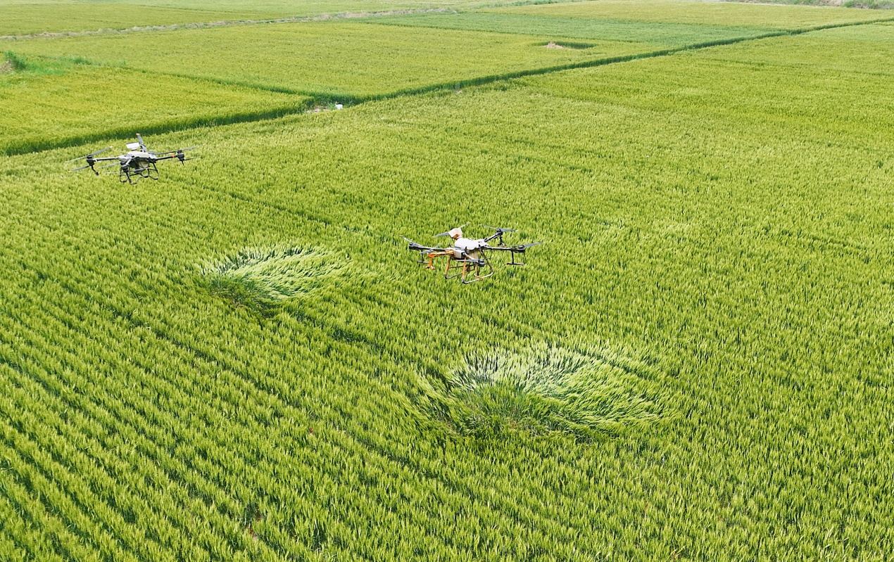 河北黃驊：60多萬畝旱鹼麥豐收在望_fororder_圖片2