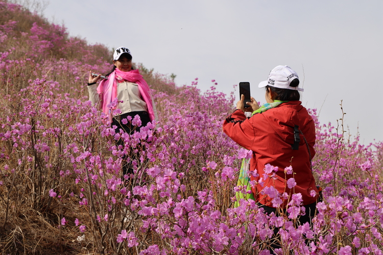 映山紅主題山花節活動在河北豐寧舉行_fororder_圖2 在豐寧映山紅景區遊客在拍照打卡 王中平攝.JPG