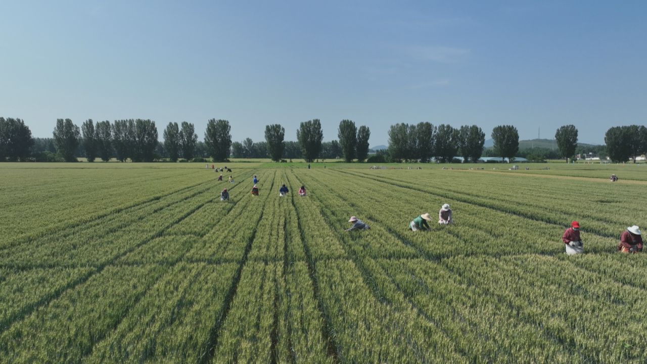 （原創）石家莊市鹿泉區：科技助力加強管理 築牢夏糧豐收根基_fororder_圖片12