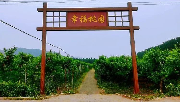 遵化市東舊寨鎮：支部引領促發展 “幸福桃園”採摘忙_fororder_640