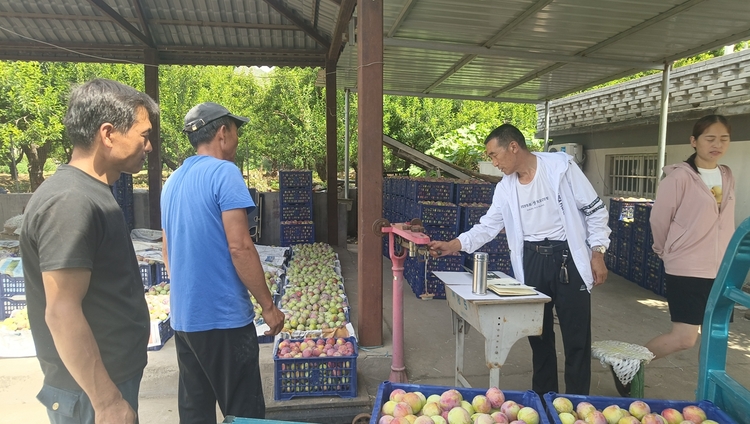 圖片默認標題_fororder_一片忙碌的果品交易市場 攝影 耿曉靜