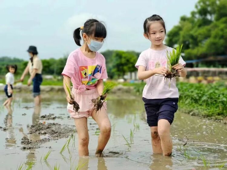 保定市滿城區：農耕研學正當時 小小少年插秧忙_fororder_女生插秧進行中 攝影 李雪