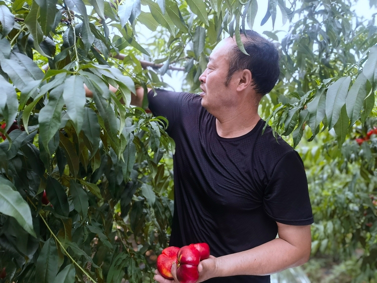 圖片默認標題_fororder_種植戶採摘大個紅蟠桃 攝影 趙月