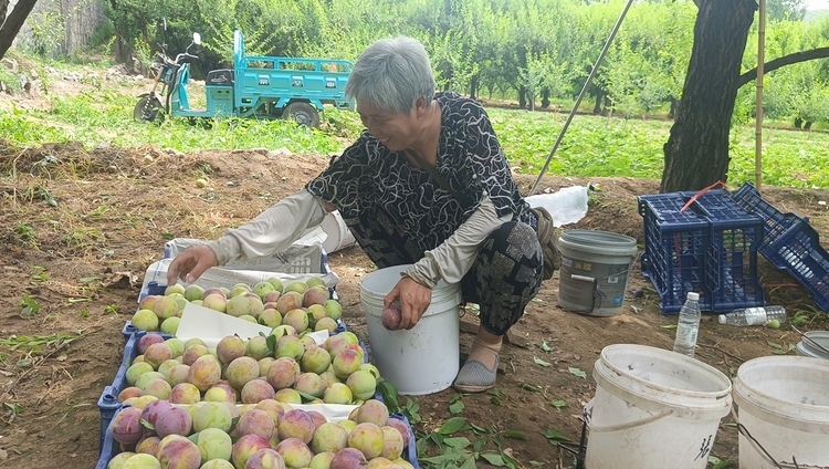 圖片默認標題_fororder_李子豐收 果農笑開顏 攝影 耿曉靜