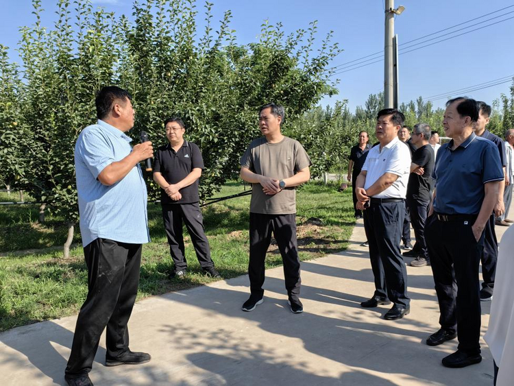 河北威縣：梨園聯查評比 示範引領帶動_fororder_圖片3