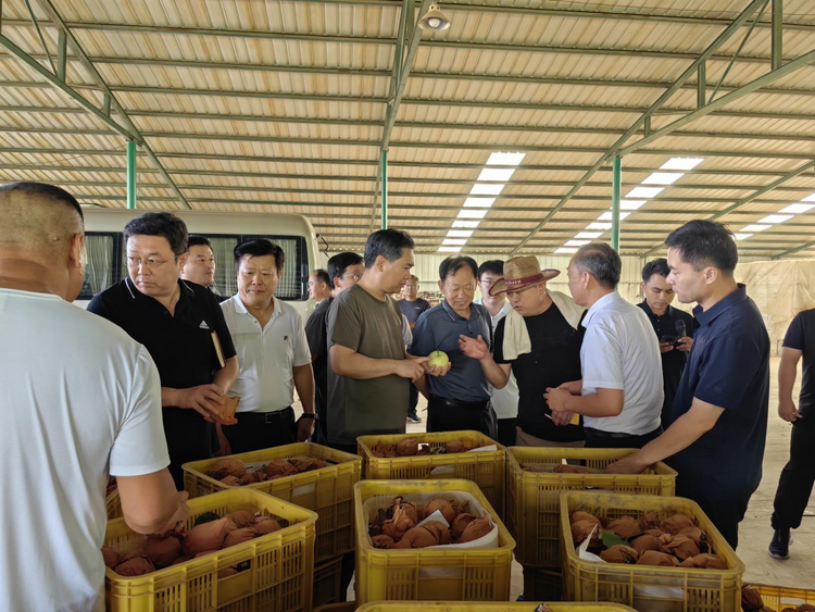 河北威縣：梨園聯查評比 示範引領帶動_fororder_圖片1