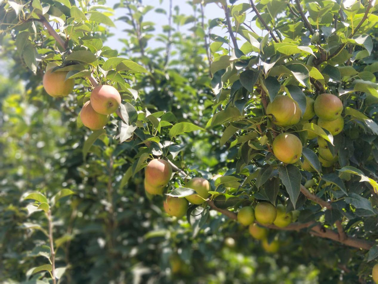 河北威縣：梨園聯查評比 示範引領帶動_fororder_圖片4