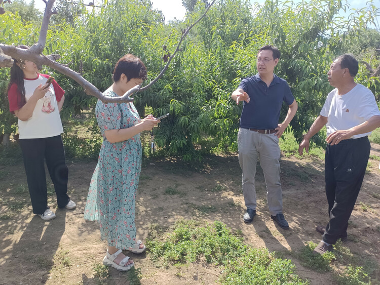 圖片默認標題_fororder_科技特派員趙書崗到梨園查看梨樹生長情況。郭陽攝