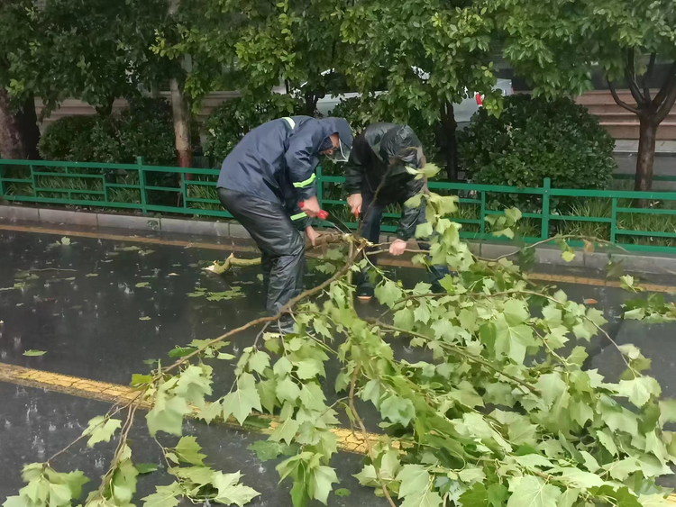 石家莊市橋西區：各部門多措並舉 築牢防汛安全防線_fororder_修剪
