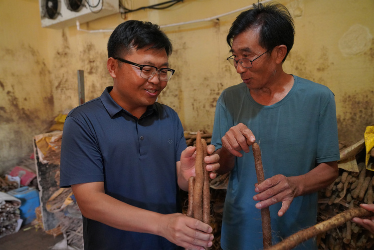 圖片默認標題_fororder_農業科技特派員為種植戶講解如何認識麻山藥品種。攝影 王磊