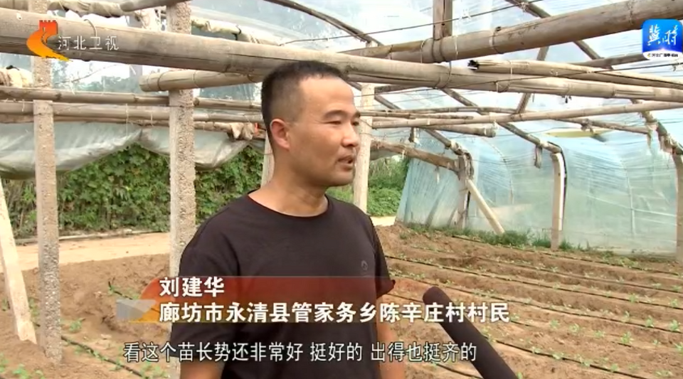 慶豐收 促和美 | 河北：金秋時節好“豐”光 鄉村振興結碩果