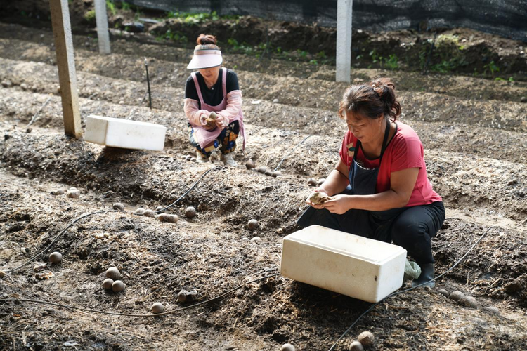 河北遵化：竹蓀種植助力農民雙豐收_fororder_圖片2