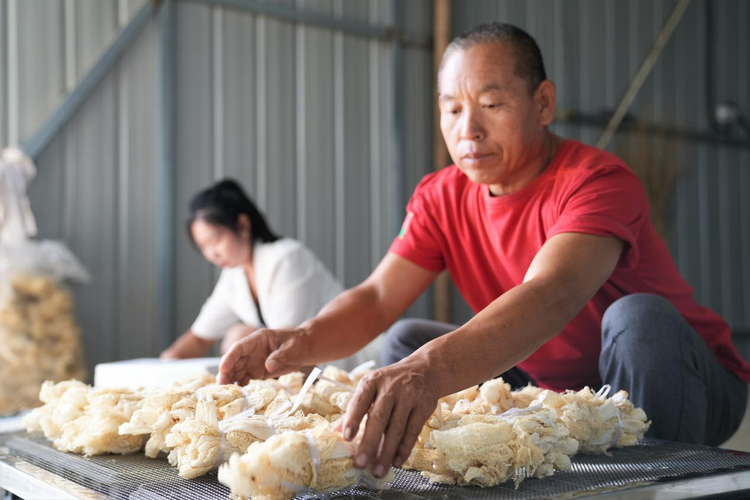 河北遵化：竹蓀種植助力農民雙豐收_fororder_圖片4