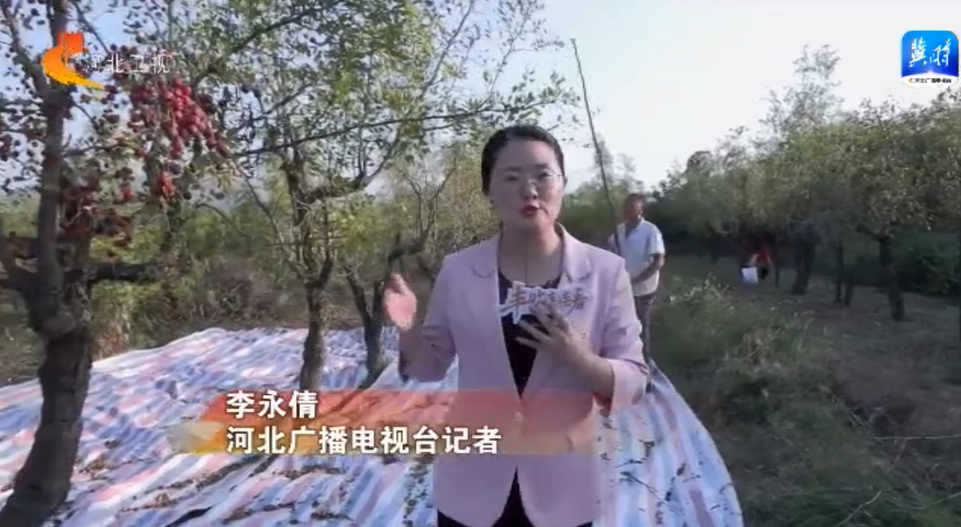 慶豐收 促和美 | 河北：金秋時節好“豐”光 鄉村振興結碩果