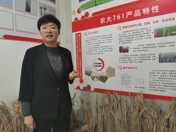 保定徐水區“新農人”劉銳雪：潛心繁育良種 帶著鄉民增收_fororder_劉銳雪介紹繁育的小麥新品種 攝影 劉柯旋 