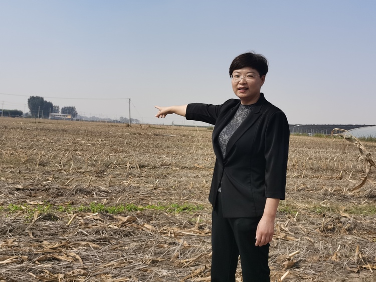保定徐水區“新農人”劉銳雪：潛心繁育良種 帶著鄉民增收_fororder_劉銳雪在田間籌劃小麥播種 攝影 劉柯旋
