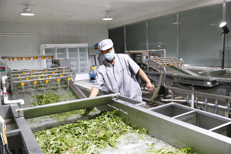河北淶源：蒲公英種植蹚出致富路_fororder_4