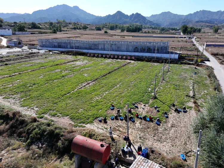 河北淶源：蒲公英種植蹚出致富路_fororder_1