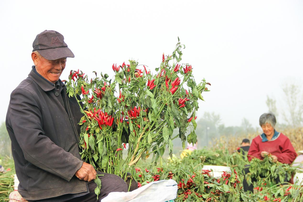 河北青縣：火紅辣椒收穫忙 大運河畔迎豐收_fororder_圖片3