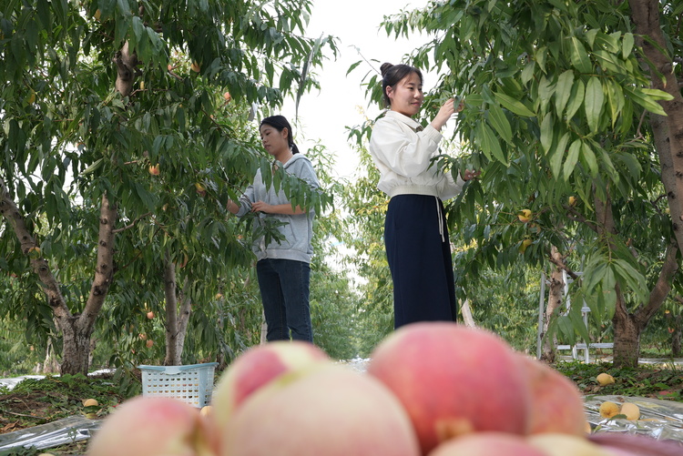 邢台南和：冬桃成熟富農家_fororder_DSC08473.JPG
