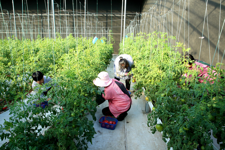 滄州市運河區：智慧種植賦能鄉村振興_fororder_圖片1