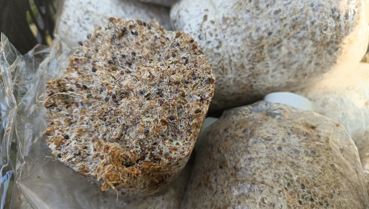 保定市滿城區：小小赤松茸 撐起“致富傘”_fororder_即將要種植的菌棒 攝影 耿曉靜