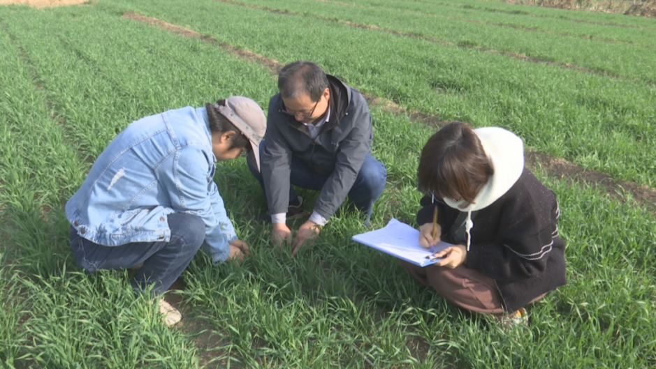 石家莊市鹿泉區：罕見暖冬至 農技專家來支招_fororder_圖片5