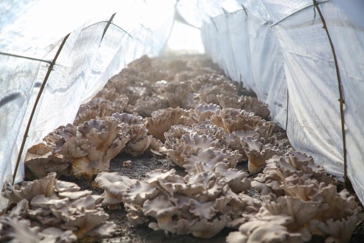 滄州中捷：靈芝菇長出鹽鹼地綜合利用新“秘方”_fororder_圖片10
