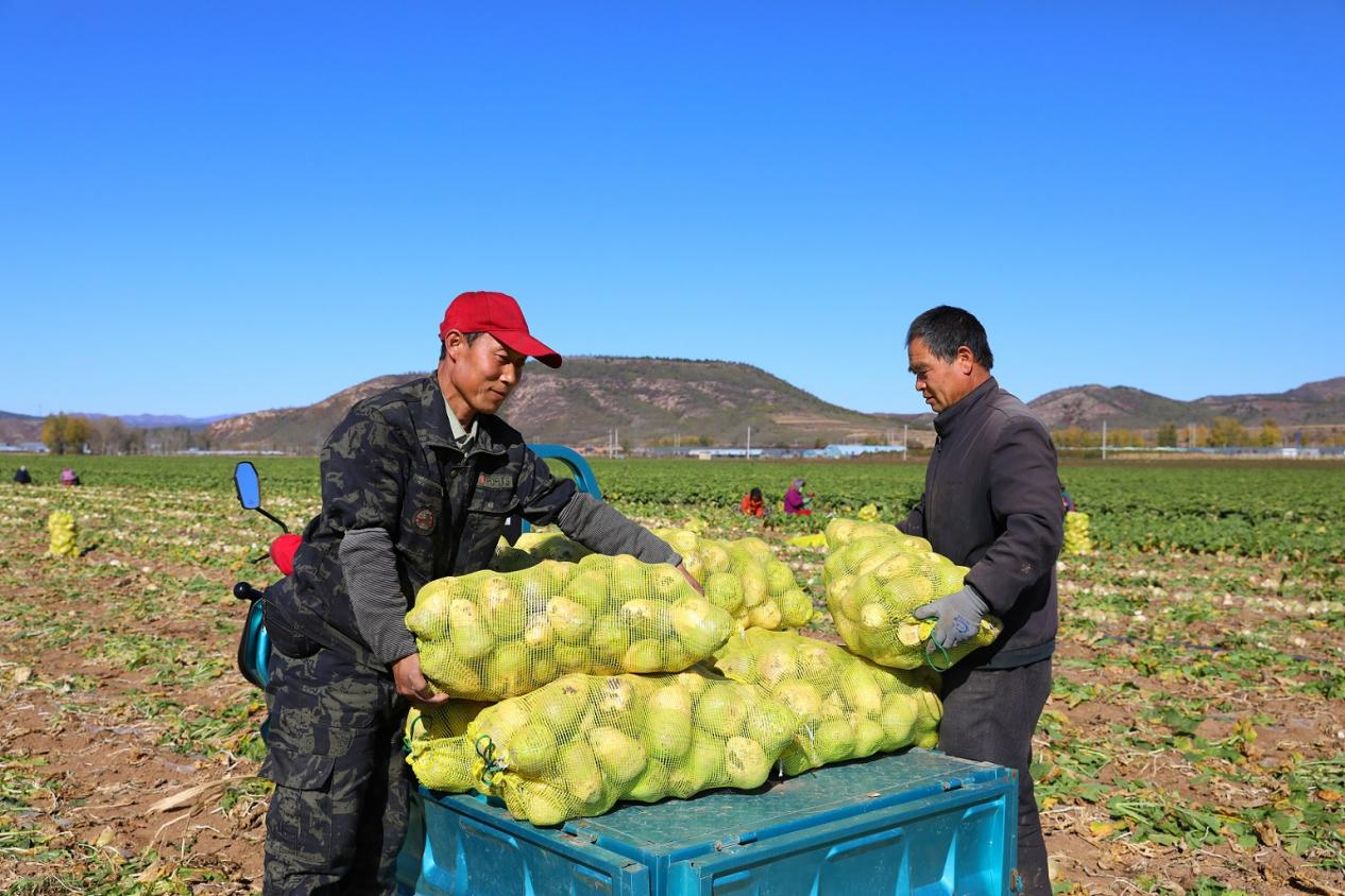 河北平泉：芥菜喜豐收 農民收穫忙_fororder_4
