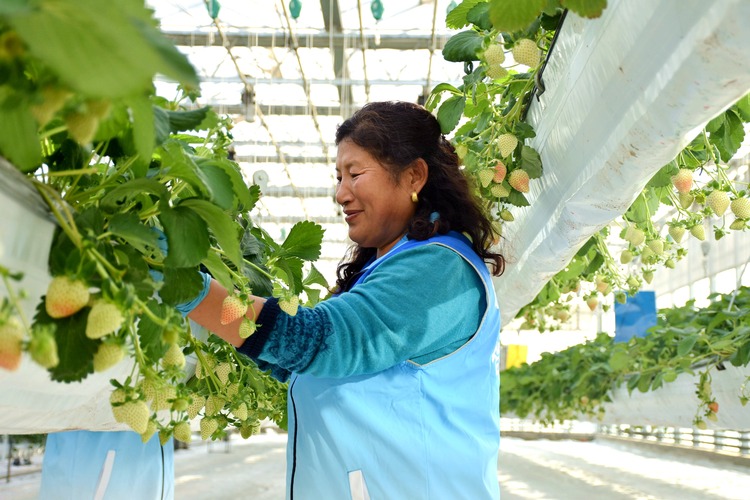 河北清苑：都市農業助農增收_fororder_清苑區佳禾現代農業園區工人在管護草莓。 趙琪攝.JPG